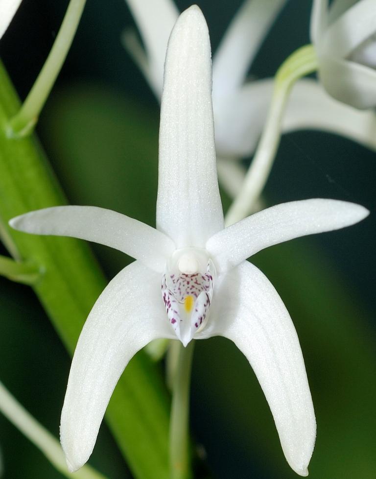 Dendrobium speciosum var. boreale - photo 2