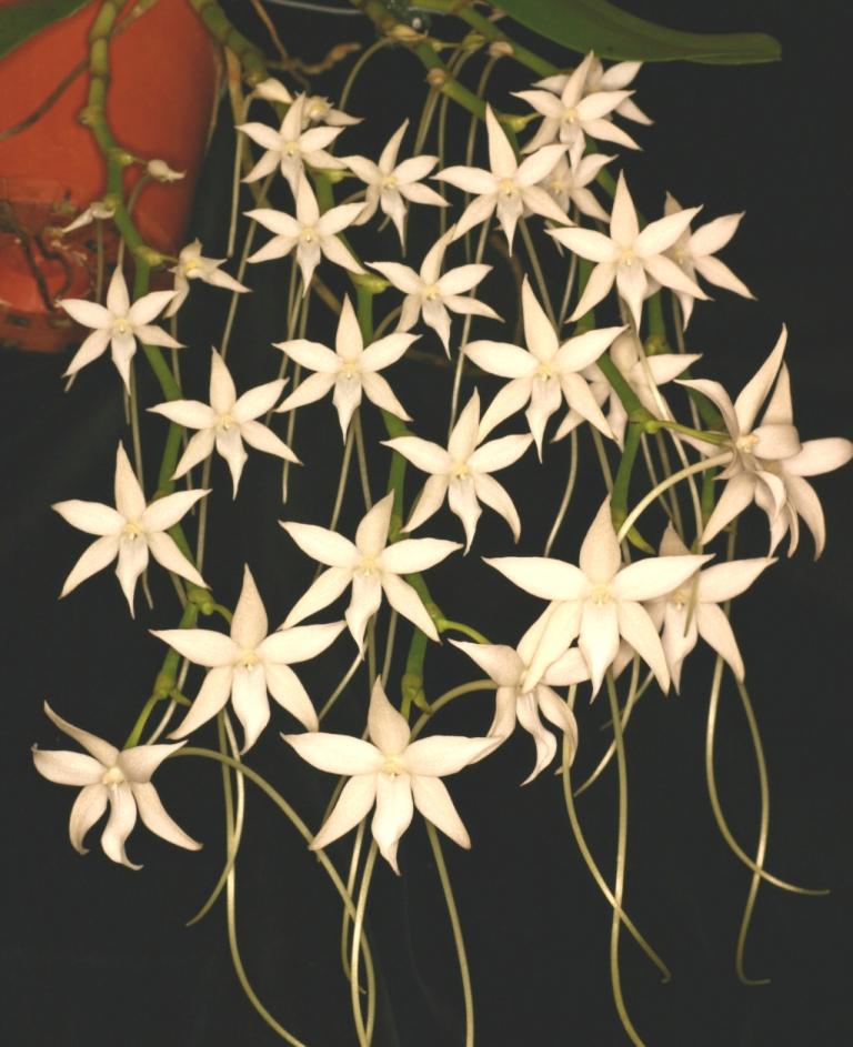 Aerangis articulata - AM/AOC