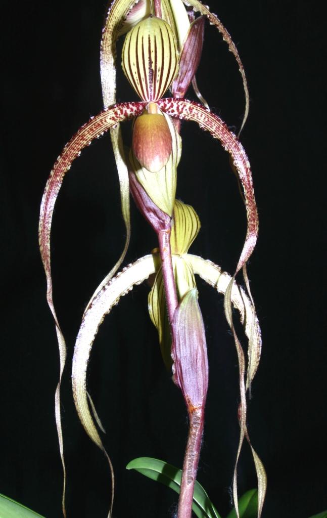 Paphiopedilum Prince Edward of York - AM/AOC