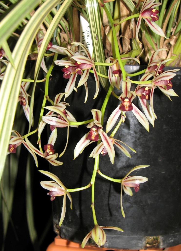 Cymbidium dayanum - ACC/AOC