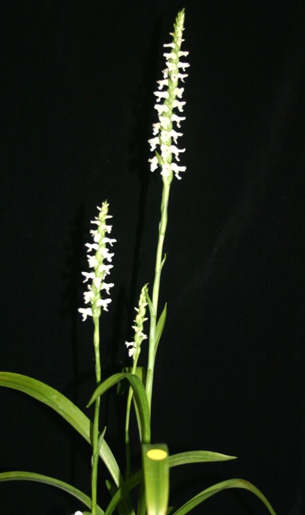 Spiranthes odorata