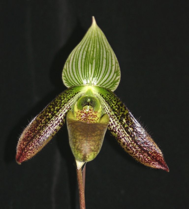 Paphiopedilum wardii - HCC/AOC