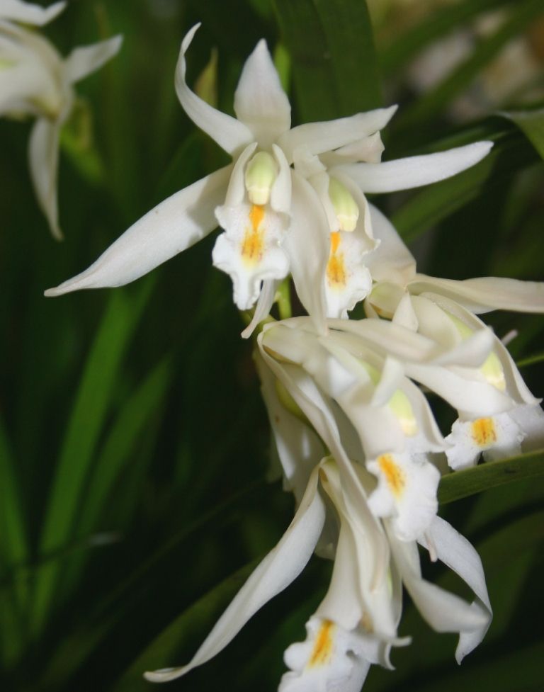 Cymbidium mastersii - HCC/AOC