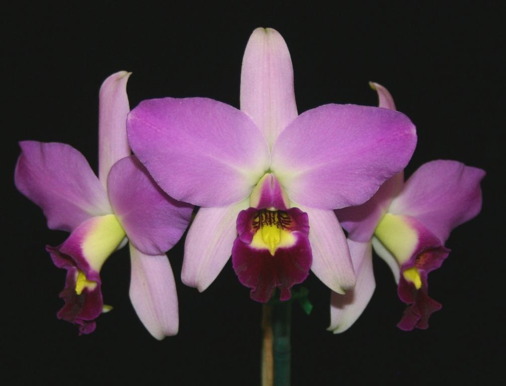 Laelia anceps subsp. anceps - HCC/AOC