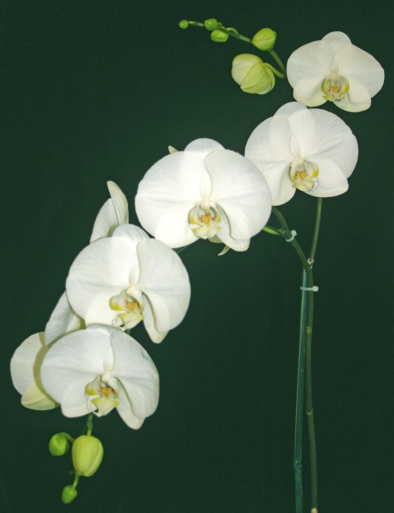 Phalaenopsis Kulnura Frost