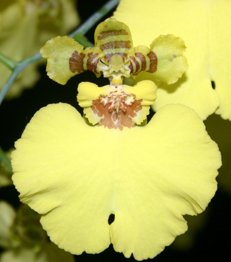 Oncostele Sunstruck