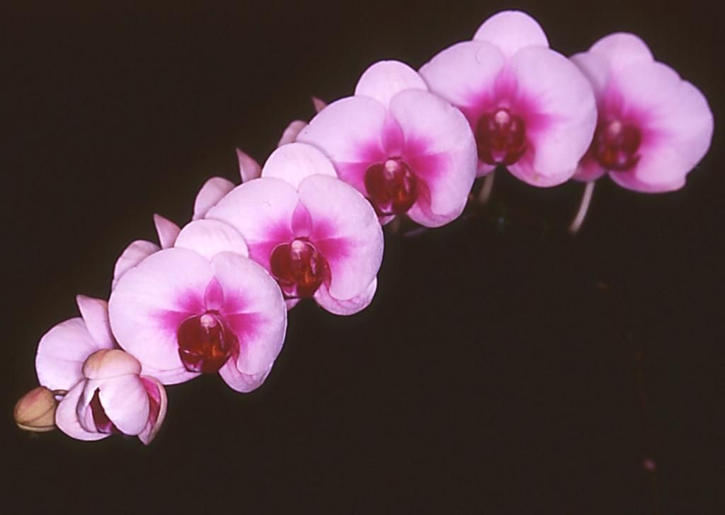 Phal Fusheng's Bridal Dress