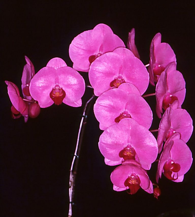 Phal Ho's Sweet Valentine