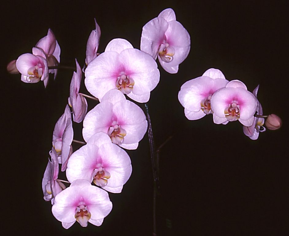Phal Crystal Touch
