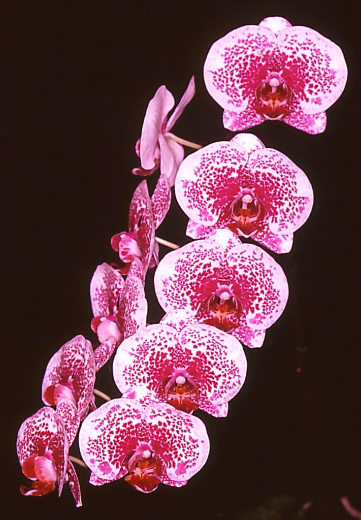 Phal Acker's Sweetie