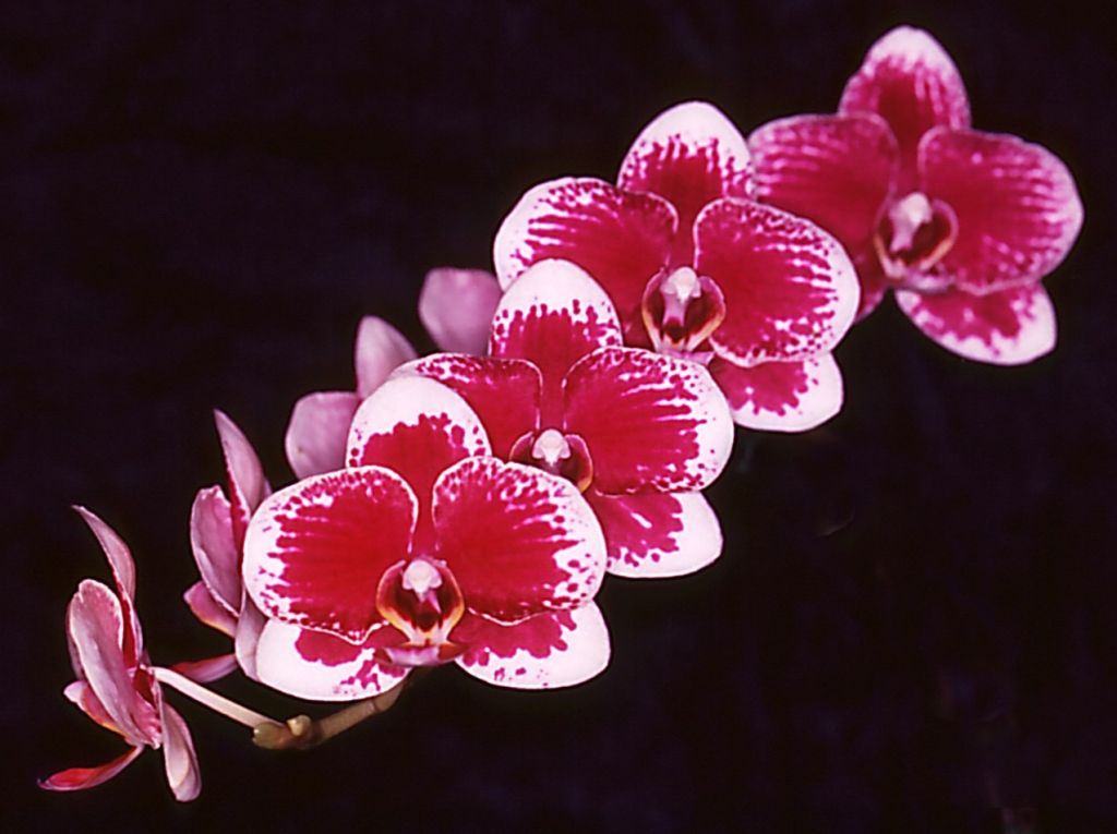Phal Lioulin Phoenix