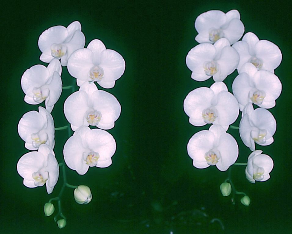 Phalaenopsis aphrodite - HCC/AOC