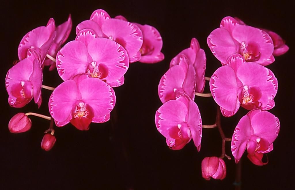 Phal Long Pride Tiger