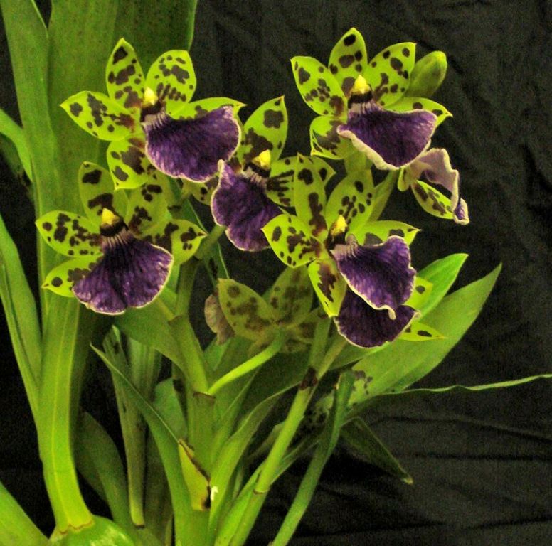 Zga Freestyle Meadows