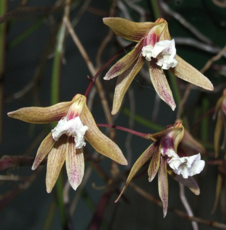 Den Australian Ginger