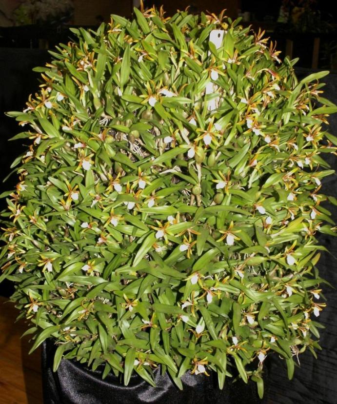 Encyclia polybulbon