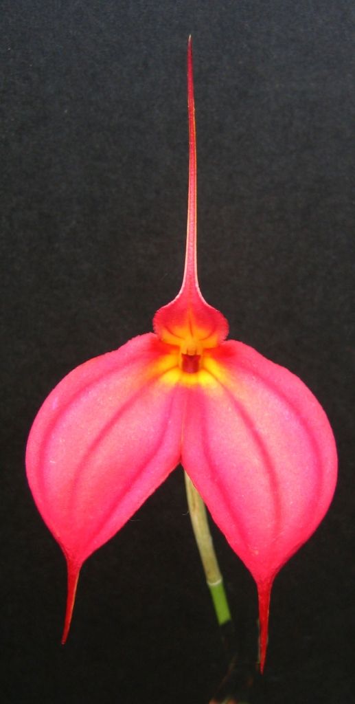 Masdevallia Fraseri - AM/AOC