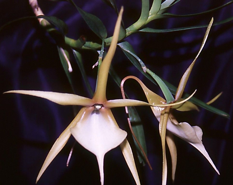 Angraecum viguieri