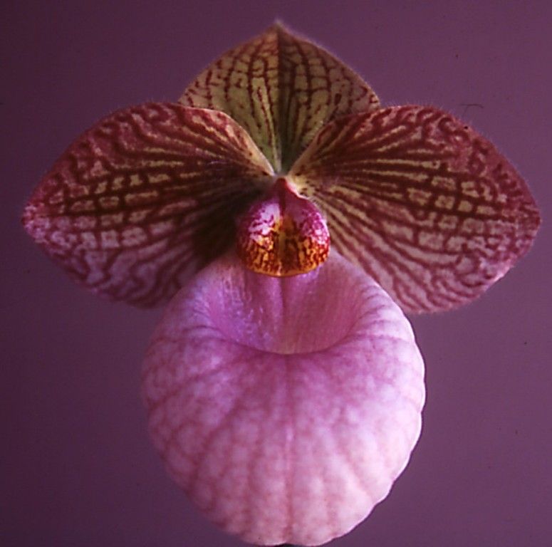 Paph Fanaticum