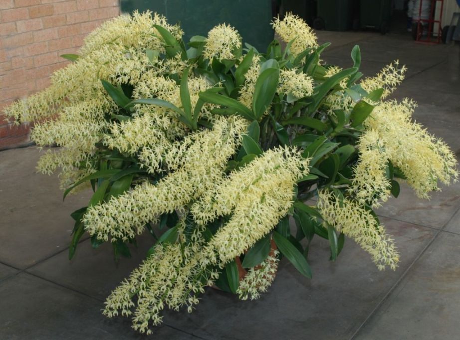 Dendrobium speciosum