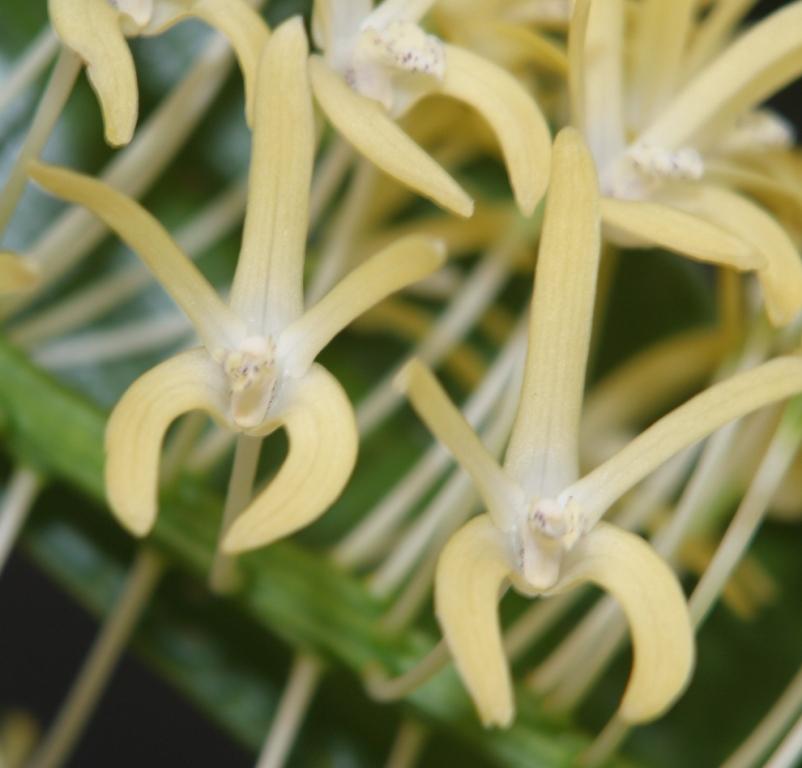 Dendrobium speciosum var. boreale - photo 2