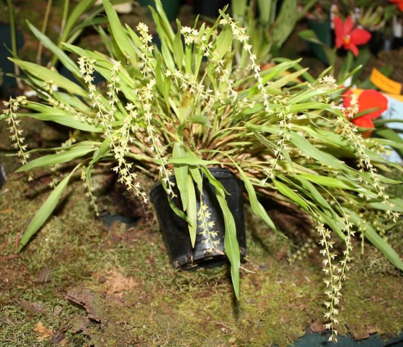 Coelogyne rhombophora