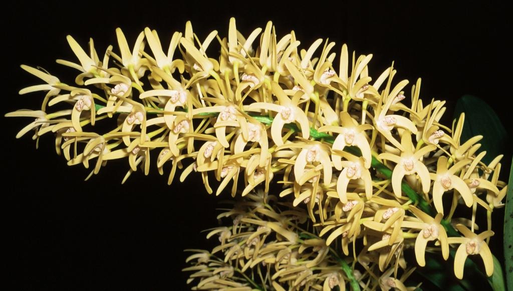 Dendrobium speciosum var. curvicaule
