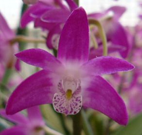 Dendrobium Specio-kingianum - HCC/AOC
