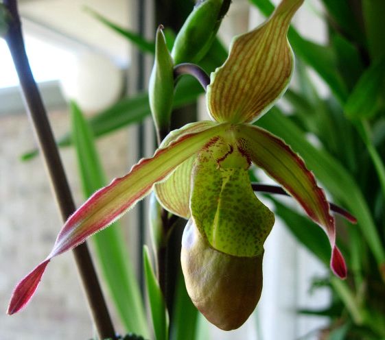 Phragmipedium Sorcerer's Apprentice - AM/AOC