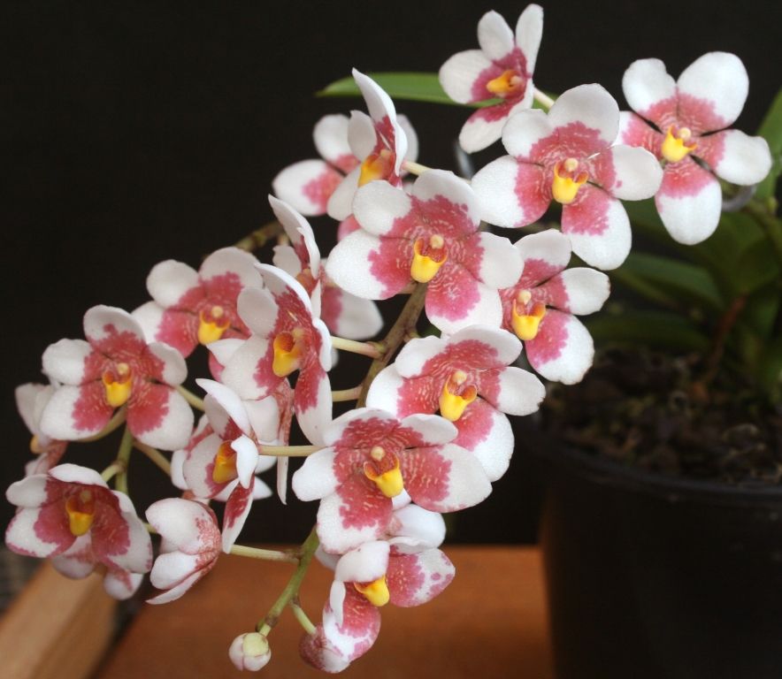 Sarco Burgundy on Ice