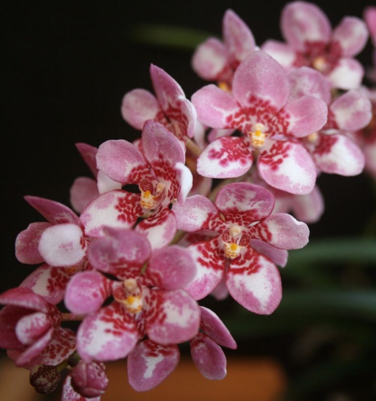 Sarcochilus Fizzy Dove - HCC/AOC