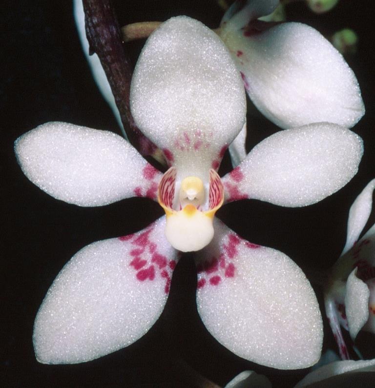 Sarcochilus Olive Nymph