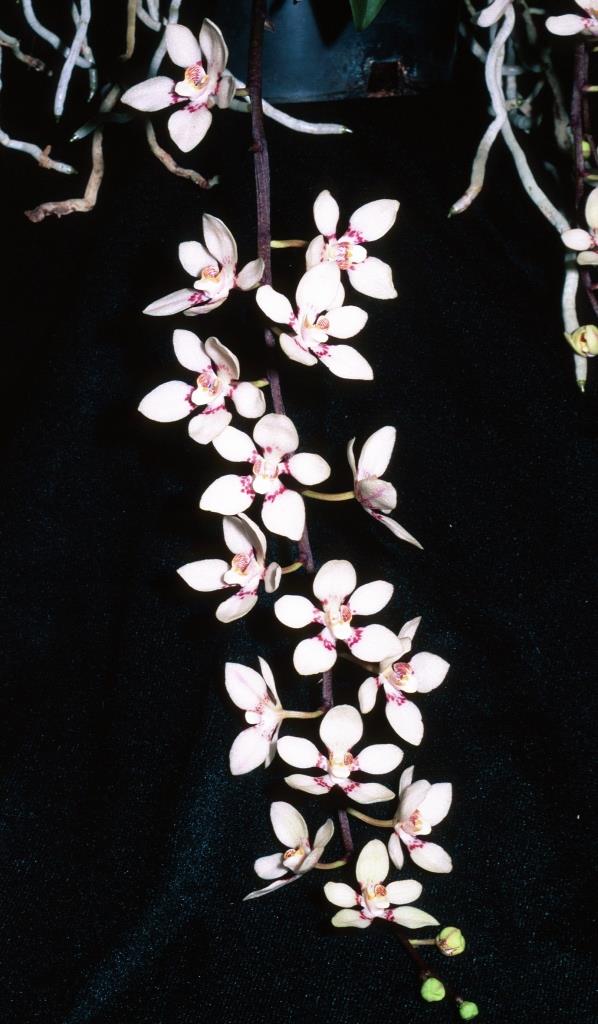 Sarcochilus Olive Nymph - photo 2