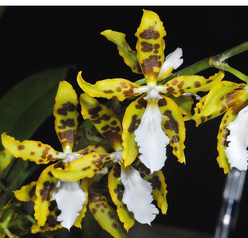 Oncidium multistellare - CBM/AOC