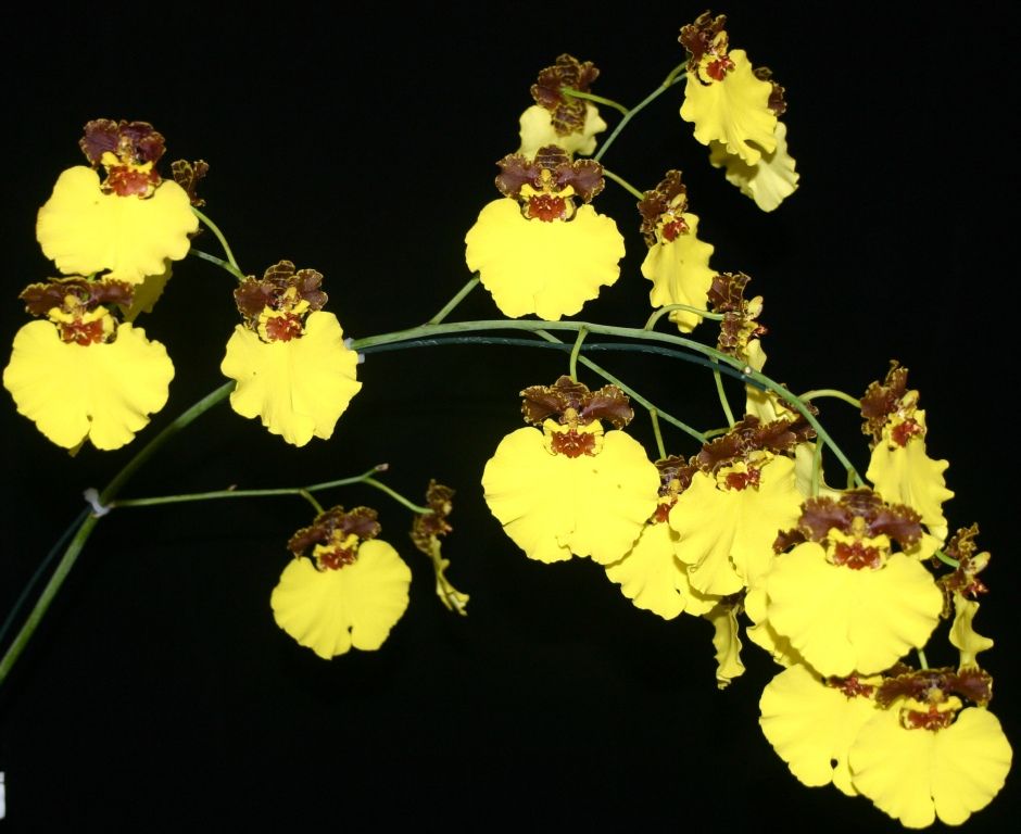 Gomesa Kulnura Radiance - AM/AOC