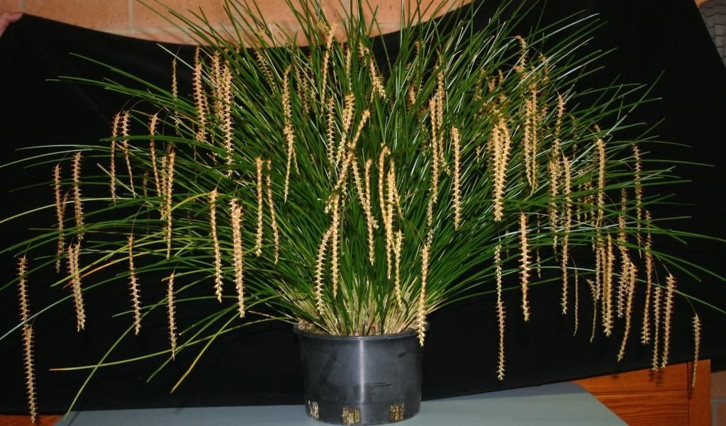 Coelogyne luzonensis