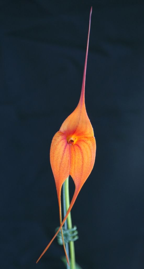 Masdevallia Midas Touch - AM/AOC