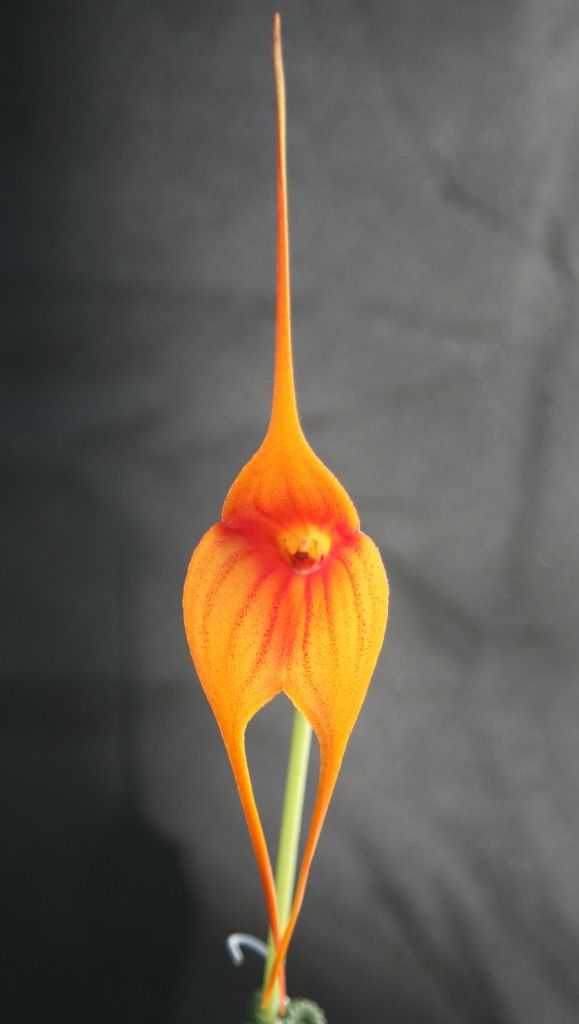 Masdevallia Midas Touch - AM/AOC