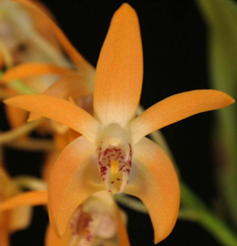 Dendrobium Cowra - HCC/AOC