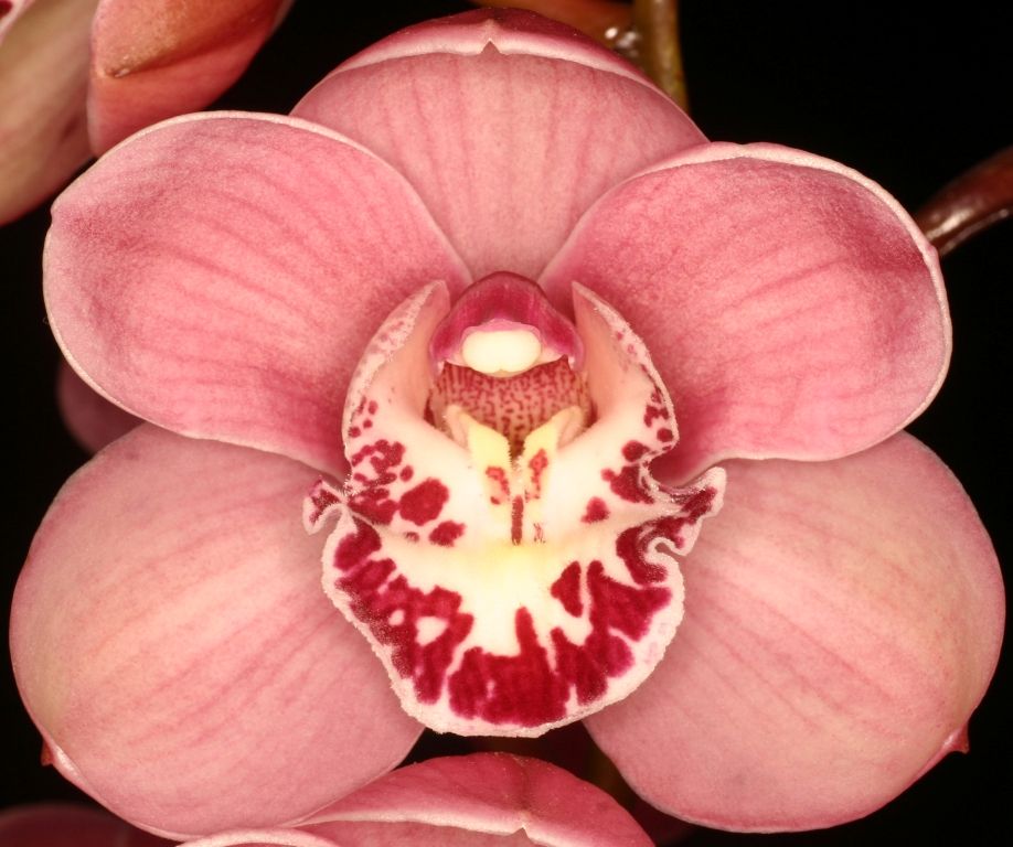 Cymbidium Khanebono - HCC/AOC