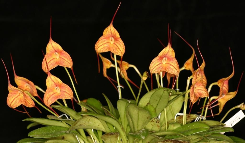 Masdevallia Tarnie - AM/AOC