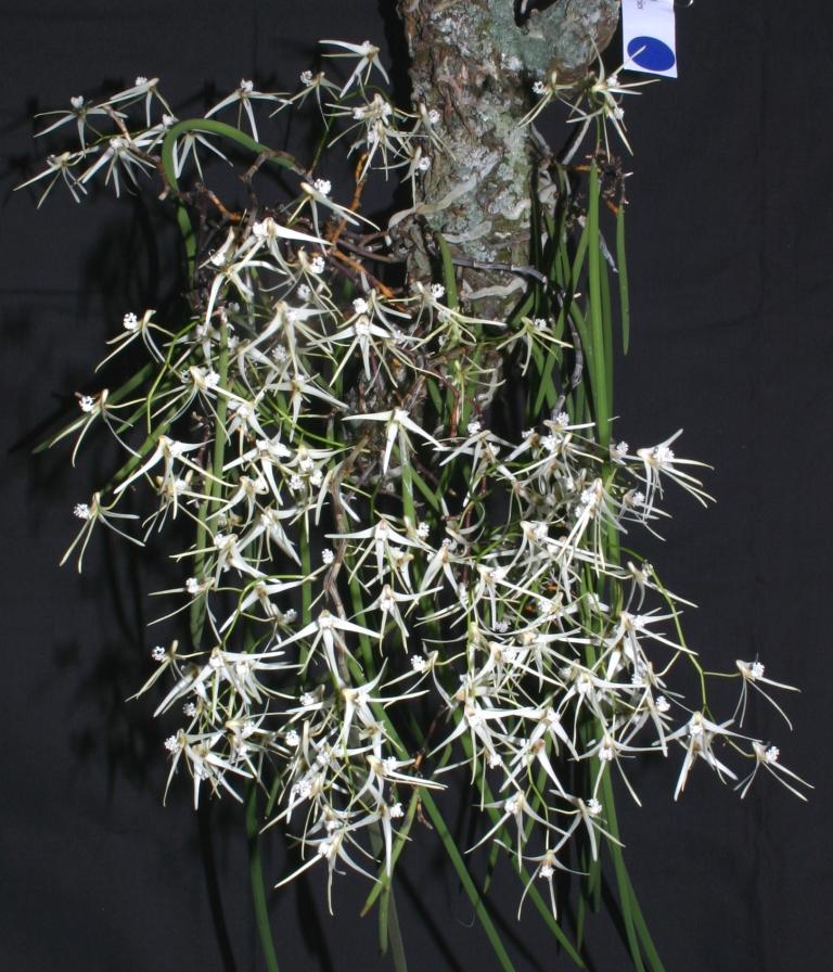 Dendrobium teretifolium var. fasciculatum - HCC/AOC