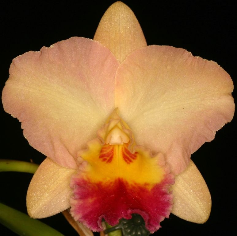 Rhyncholaeliocattleya Lisa Taylor Gallis - HCC/AOC