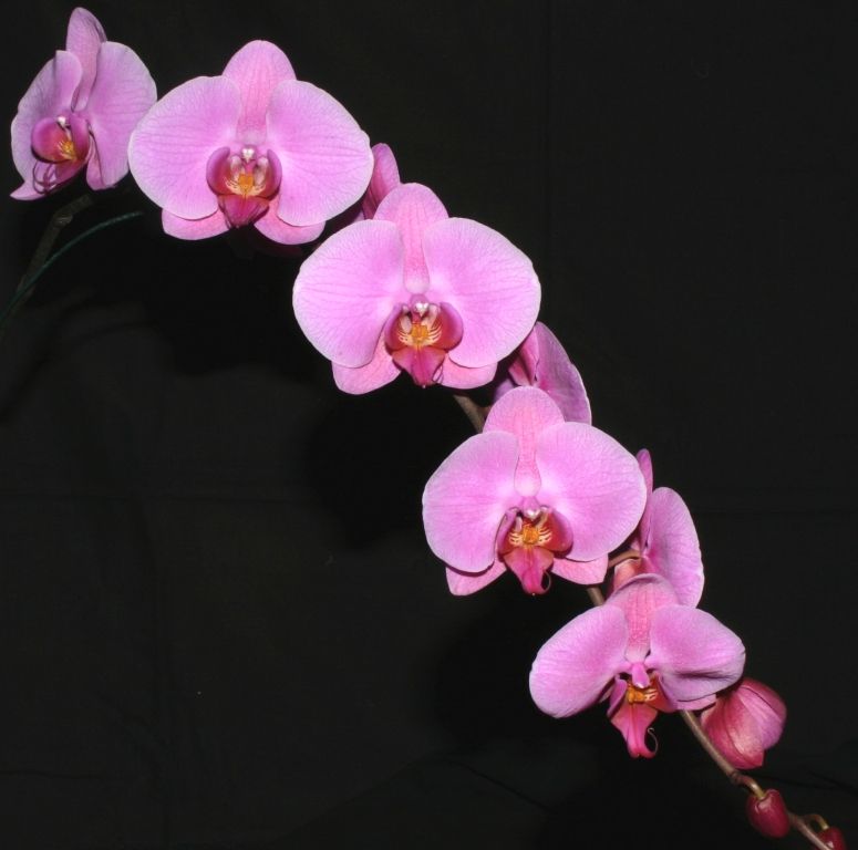 Phal Kulnura Honey