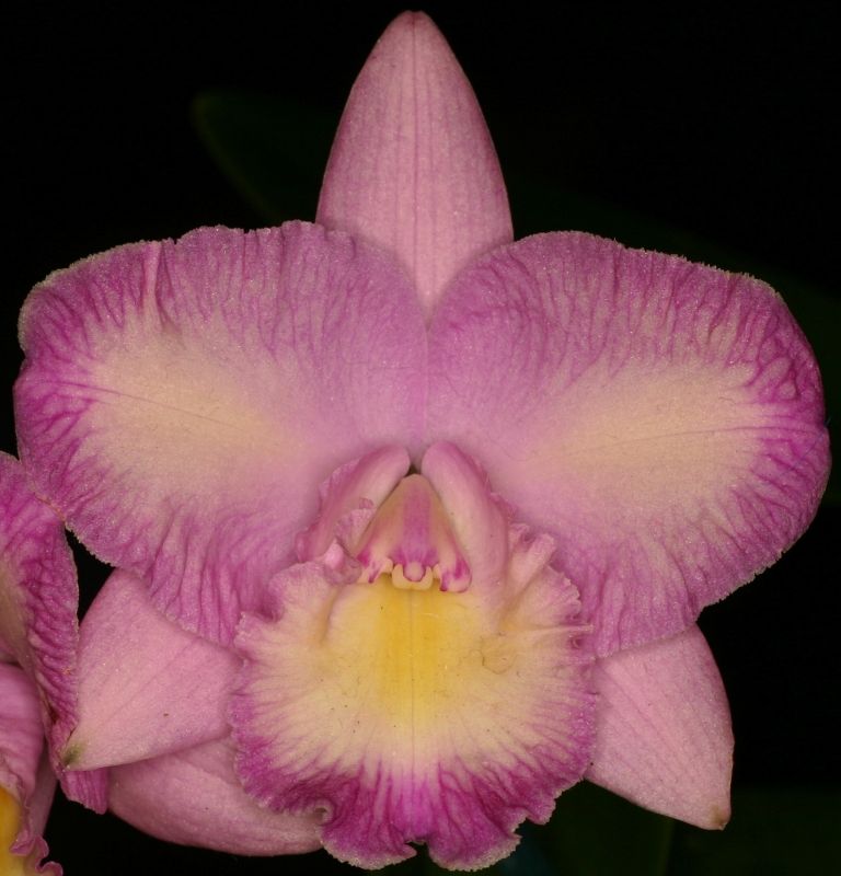 Cattlianthe Dal's Capri