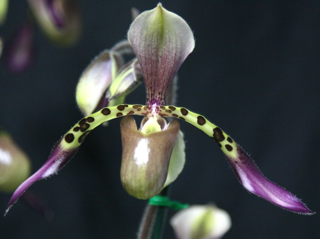 Paphiopedilum Toni Semple - AM/AOC