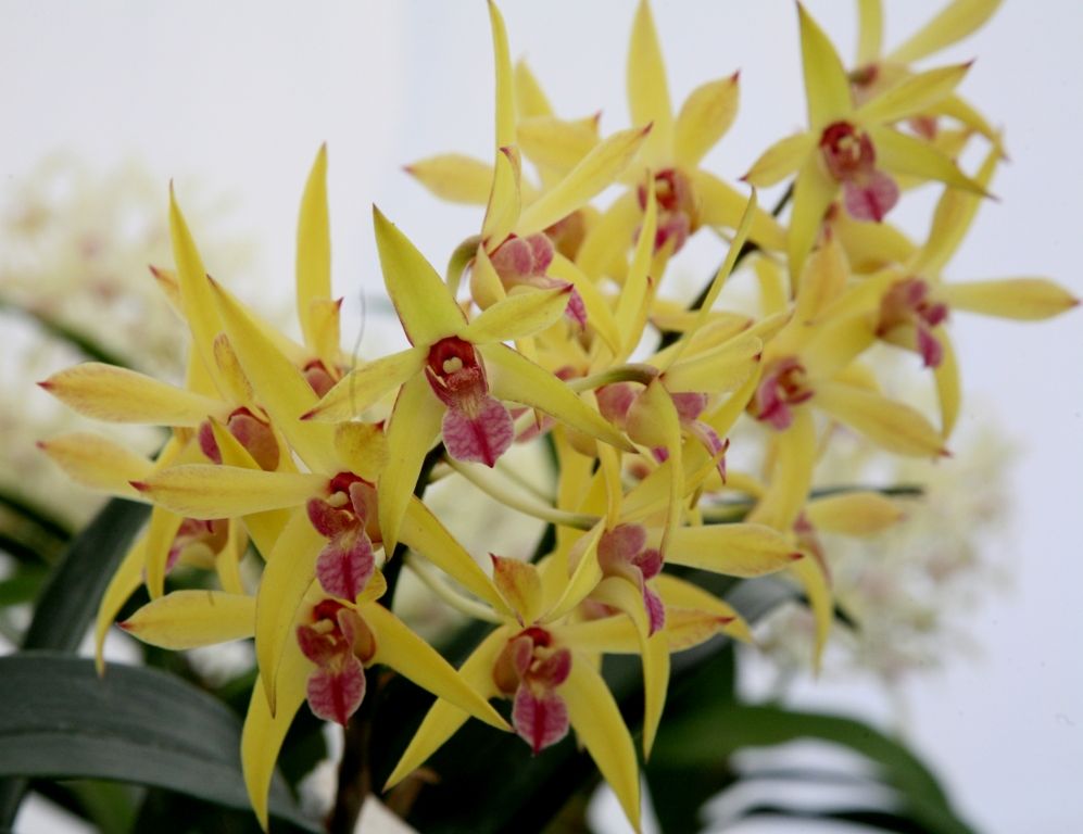 Dendrobium Jayden - HCC/AOC