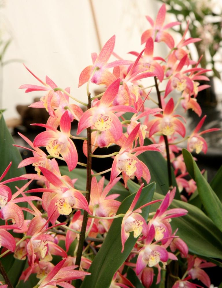 Dendrobium Andrew's Summit