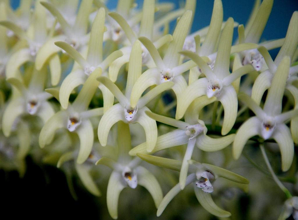 Dendrobium speciosum var. boreale - photo 2