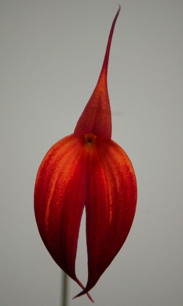 Masdevallia Solar Flare